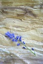 Bluebells on Pine