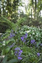 Bluebells and Ramsons