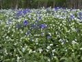 Bluebells and Ramsons, Hyacinthoides non-scriptaand and Allium u