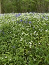 Bluebells and Ramsons, Hyacinthoides non-scriptaand and Allium u