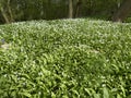 Bluebells and Ramsons, Hyacinthoides non-scriptaand and Allium u