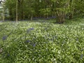 Bluebells and Ramsons, Hyacinthoides non-scriptaand and Allium u