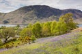 Bluebells at Rannerdale in the English Lake District. Royalty Free Stock Photo