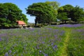 Bluebells and red roofed barn