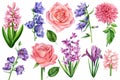 Bluebells, roses, iris, hyacinth and dahlia flowers set. Watercolor hand drawn painting Royalty Free Stock Photo