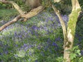 Bluebells seen through arch of tree branches