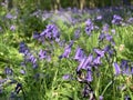 Bluebells seen in dappled springtime sunlight