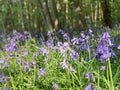 Bluebells seen in dappled springtime sunlight