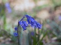 Bluebells in Shade in Woodland Royalty Free Stock Photo
