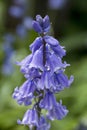 Bluebells in flower in spring in a garden Royalty Free Stock Photo