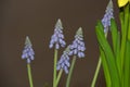 Bluebells spring flower close-up view, muscari or bluebells first spring greetings