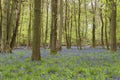 Bluebells in spring forest Royalty Free Stock Photo