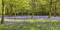 Bluebells in spring forest