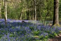 Bluebells in Staffhurst Woods Royalty Free Stock Photo