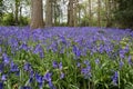 Bluebells in Staffhurst Woods Royalty Free Stock Photo