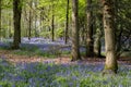 Bluebells in Staffhurst Woods Royalty Free Stock Photo