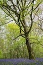 Bluebells in Staffhurst Woods Royalty Free Stock Photo