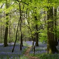 Bluebells in Staffhurst Woods Royalty Free Stock Photo