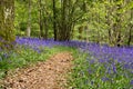 Bluebells in Staffhurst Woods Royalty Free Stock Photo