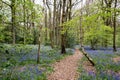 Bluebells in Staffhurst Woods Royalty Free Stock Photo