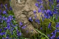 Bluebells in Staffhurst Woods Royalty Free Stock Photo