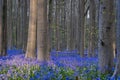 bluebells at sunrise in the forest of Hallerbos Belgium Royalty Free Stock Photo