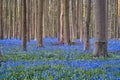 bluebells at sunrise in the forest of Hallerbos Belgium Royalty Free Stock Photo