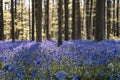 bluebells at sunrise in the forest of Hallerbos Belgium Royalty Free Stock Photo