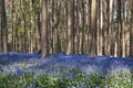 bluebells at sunrise in the forest of Hallerbos Belgium Royalty Free Stock Photo