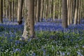 bluebells at sunrise in the forest of Hallerbos Belgium Royalty Free Stock Photo