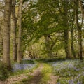 Bluebells and trees on british natural forest Royalty Free Stock Photo