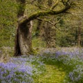 Bluebells and trees on british natural forest Royalty Free Stock Photo