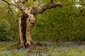 Bluebells and trees on british natural forest Royalty Free Stock Photo