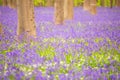Bluebells among the trees in the forest. Royalty Free Stock Photo