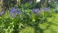 Bluebells trees Royalty Free Stock Photo