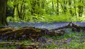 Bluebells Trees - Old Branch Royalty Free Stock Photo