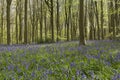 Bluebells and trees at West Wood, Wiltshire, UK - 29th April 2018