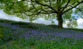 Bluebells under an Oak Tree Royalty Free Stock Photo