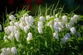 A big group of white pretty bluebells on the sun