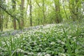 Bluebells and Wild Garlic in Spring