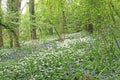 Bluebells and wild garlic in a wood