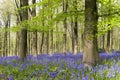 Bluebells wood