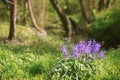 Bluebells in Wood In Springtime