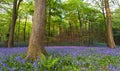 Bluebells in a wood at sunset Royalty Free Stock Photo
