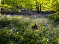 Bluebells woodland forest in spring
