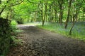 Bluebells in the woods Royalty Free Stock Photo