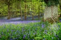 Bluebells in woods near Warminster, Wiltshire, Uk