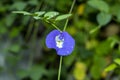Bluebellvine, Asian pigeonwings, blue pea, butterfly pea, called magic tea