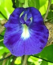 Bluebellvine