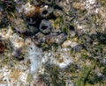 A Bluebelly Blenny Alloblennius pictus in the Red Sea Royalty Free Stock Photo